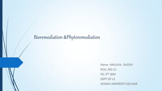 Bioremediation &Phytoremediation
Name –MALAYA GHOSH
ROLL NO-21
PG-3RD SEM
DEPT OF LS
ASSAM UNIVERSITY,SILCHAR
 