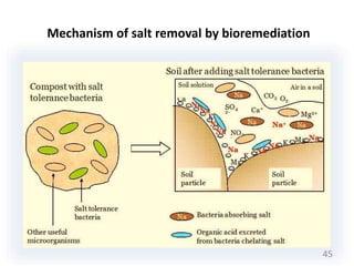 Mechanism of salt removal by bioremediation
45
 
