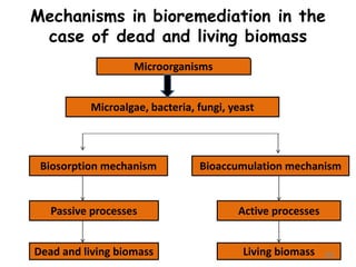 Mechanisms in bioremediation in the
case of dead and living biomass
Microorganisms
Microalgae, bacteria, fungi, yeast
Biosorption mechanism
Passive processes
Dead and living biomass
Bioaccumulation mechanism
Active processes
Living biomass 46
 
