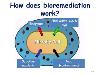How does bioremediation
work?
Final waste- CO₂ &
H2O
Food
(contaminant)
O2 , other
nutrients
Enzymes
47
 