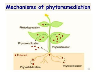 Mechanisms of phytoremediation
57
 