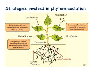 Strategies involved in phytoremediation
58
 