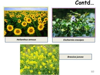 Contd…
60
Helianthus annuus Eicchornia crassipes
Brassica juncea
 