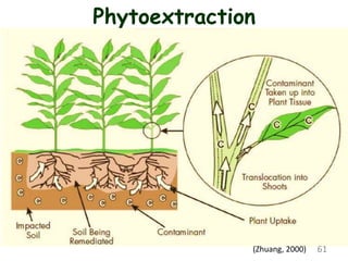 Phytoextraction
61
(Zhuang, 2000)
 