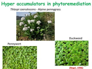Hyper accumulators in phytoremediation
Thlaspi caerulescens - Alpine pennygrass
62
(Negri, 1996)
Pennywort
Duckweed
 