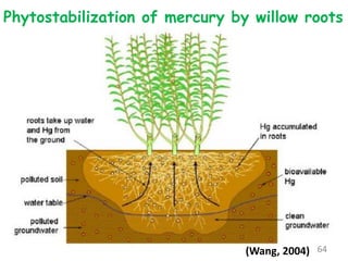Phytostabilization of mercury by willow roots
64
(Wang, 2004)
 