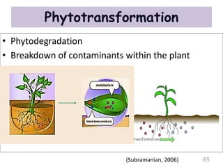 Phytotransformation
• Phytodegradation
• Breakdown of contaminants within the plant
65
(Subramanian, 2006)
 