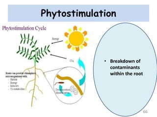 Phytostimulation
• Breakdown of
contaminants
within the root
66
 