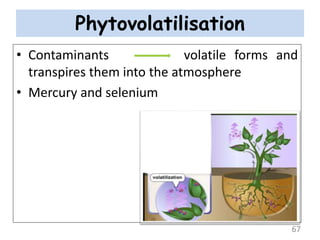 Phytovolatilisation
• Contaminants volatile forms and
transpires them into the atmosphere
• Mercury and selenium
67
 