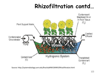 Rhizofiltration contd…
69
Source: http://systemsbiology.usm.edu/BrachyWRKY/WRKY/Rhizofiltration.html
 