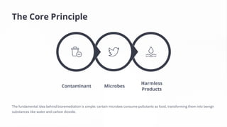 The Core Principle
Contaminant Microbes
Harmless
Products
The fundamental idea behind bioremediation is simple: certain microbes consume pollutants as food, transforming them into benign
substances like water and carbon dioxide.
 
