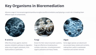 Key Organisms in Bioremediation
Often the primary agents, bacteria
possess metabolic pathways to degrade a
wide array of organic pollutants, from
hydrocarbons to pesticides.
Known for their robust enzymatic systems,
fungi are effective at breaking down
complex molecules, including persistent
organic pollutants and heavy metals.
Adiverse range of microscopicorganismsaretheunsungheroesofbioremediation,eachplaying a crucial role in breaking down
different types of contaminants.
Some algae species can absorb and
accumulate heavy metals and nutrients,
making them useful in wastewater
treatment and nutrient removal.
B acteria Fungi Algae
 