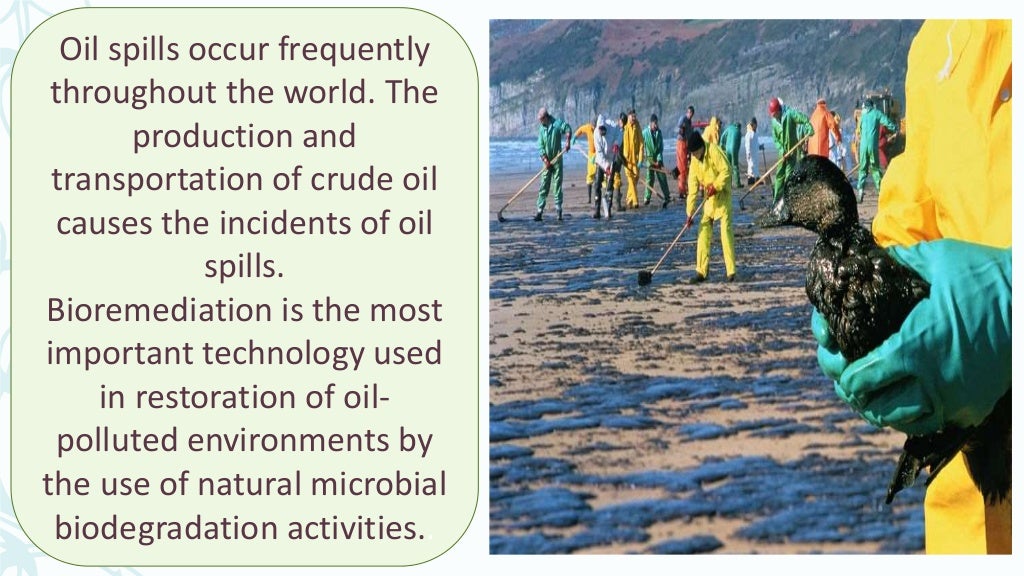 Bio remediation of Oil Spills