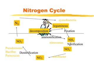 Nitrogen Cycle
N2
NO3
-
NO2
-
NO2
- NH3
Denitrification
nitrobacter
Nitrification
nitrosomas
Pseudomonas
Bacillus
Paracoccus
leguminous
decomposition Fixation
ammonification
cyanobacteria
 