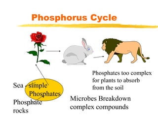 Phosphorus Cycle
Sea simple
Phosphates
Phosphate
rocks
Phosphates too complex
for plants to absorb
from the soil
Microbes Breakdown
complex compounds
 