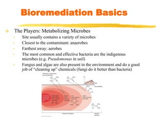  The Players: Metabolizing Microbes
• Site usually contains a variety of microbes
• Closest to the contaminant: anaerobes
• Farthest away: aerobes
• The most common and effective bacteria are the indigenous
microbes (e.g. Pseudomonas in soil)
• Fungus and algae are also present in the environment and do a good
job of “cleaning up” chemicals (fungi do it better than bacteria)
Bioremediation Basics
 