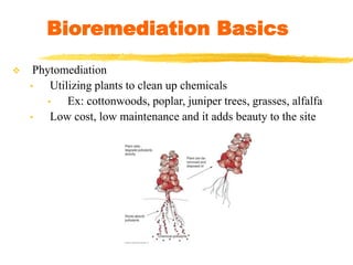  Phytomediation
• Utilizing plants to clean up chemicals
• Ex: cottonwoods, poplar, juniper trees, grasses, alfalfa
• Low cost, low maintenance and it adds beauty to the site
Bioremediation Basics
 