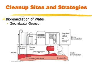 Cleanup Sites and Strategies
Bioremediation of Water
• Groundwater Cleanup
 