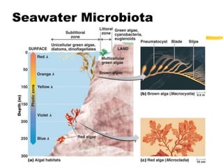 Seawater Microbiota
 