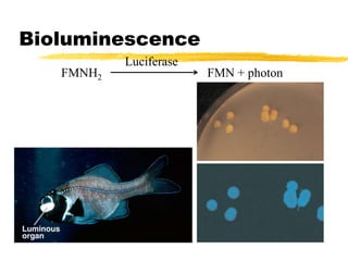 FMNH2 FMN + photon
Luciferase
Bioluminescence
 