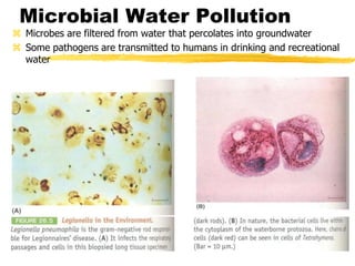 Microbial Water Pollution
 Microbes are filtered from water that percolates into groundwater
 Some pathogens are transmitted to humans in drinking and recreational
water
 