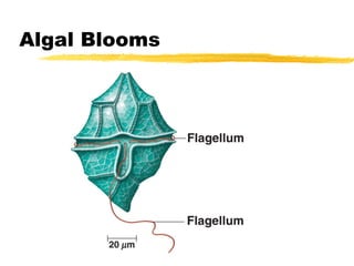 Algal Blooms
 