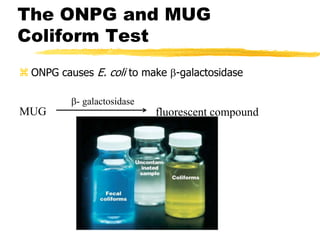  ONPG causes E. coli to make -galactosidase
MUG fluorescent compound
- galactosidase
The ONPG and MUG
Coliform Test
 