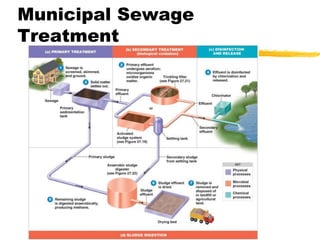 Municipal Sewage
Treatment
 