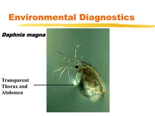 Daphnia magna
Transparent
Thorax and
Abdomen
Environmental Diagnostics
 
