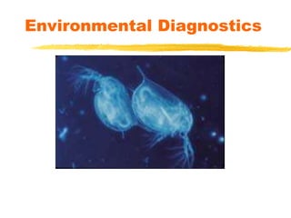 When healthy Daphnia are fed a sugar substrate (-
galactoside attached to a fluorescent marker), they
metabolize the sugar and fluoresce under UV light.
When Daphnia are stressed by toxins, they do not have the
enzymatic ability to digest the sugar and therefore do not
fluoresce under UV light.
Environmental Diagnostics
 