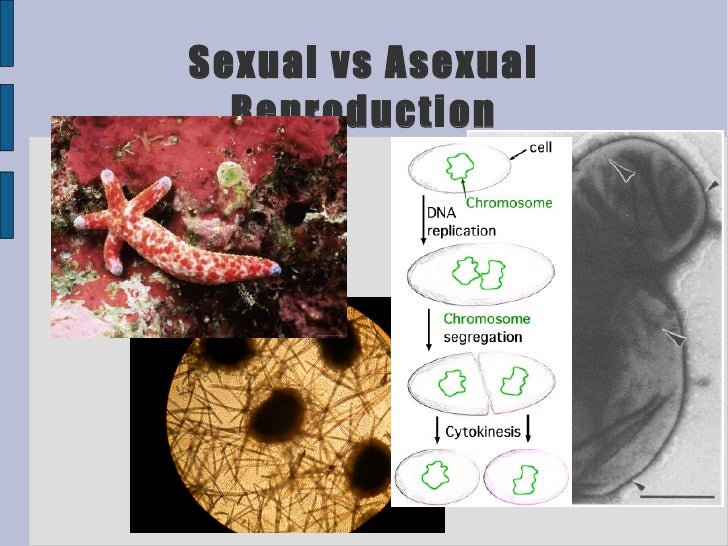 mammalian reproduction Epipubic bones, a feature that strongly influenced the reproduction of most mammal clades, are first found in tritylodontidae. mammalian reproduction Epipubic bones, a feature that strongly influenced the reproduction of most mammal clades, are first found in tritylodontidae.