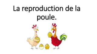 La reproduction de la
poule.
 