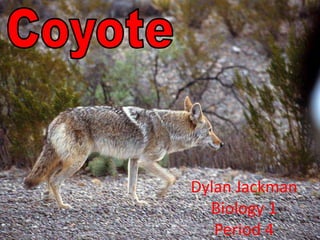 Coyote Dylan Jackman Biology 1Period 4 