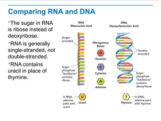 BIO_RNAP_L01_Editable_Presentationcc.ppt
