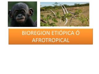 BIOREGION ETIÓPICA Ó
AFROTROPICAL
 