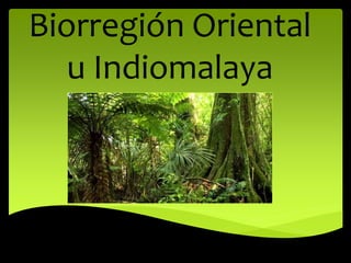 Biorregión Oriental
u Indiomalaya
 