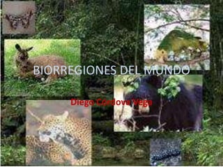 BIORREGIONES DEL MUNDO 
Diego Córdova Vega 
 