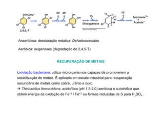 Anaeróbica: descloração redutiva: Dehalococcoides
Aeróbica: oxigenases (degradação do 2,4,5-T)

RECUPERAÇÃO DE METAIS
Lixiviação bacteriana: utiliza microrganismos capazes de promoverem a
solubilização de metais. É aplicada em escala industrial para recuperação
secundária de metais como cobre, urânio e ouro.
Thiobacillus ferrooxidans, acidofílica (pH 1,5-2,0) aeróbica e autotrófica que
obtém energia da oxidação de Fe+2 / Fe+3 ou formas reduzidas de S para H2SO4 .

 