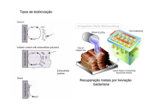 Tipos de biolixiviação

Recuperação metais por lixiviação
bacteriana

 