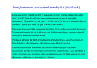 Remoção de metais pesados de efluentes líquidos (detoxificação)
Bactérias sulfato redutoras (BSR): capazes de obter energia utilizando sulfato
como aceptor final de elétrons sob condições anaeróbicas (respiração
anaeróbica). O produto da redução do sulfato é o H2S, sendo a atividade destas
bactérias a principal fonte de gás sulfídrico da natureza.
São anaeróbicas estritas e capazes de utilizar diversos tipos de substratos como
fonte de carbono incluindo ácidos graxos, ácidos aromáticos, metanol, glicerol,
compostos fenólicos e amino-ácidos.
Principais gêneros de BSR: Desulfovibrio, Desulfomonas, Desulfotomaculum,
Desulfobulbus, Desulfobacter, Desulfococcus e Desulfosarcina.
São encontradas em ambientes aquáticos e terrestres que se tornam
anaeróbicos devido a decomposição microbiana (sedimentos). Sua atividade é
muito importante por contribuir para o estabelecimento de depósitos de enxofre
elementar, sulfetos e na formação do petróleo.

 