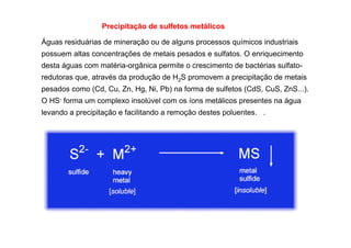 Precipitação de sulfetos metálicos
Águas residuárias de mineração ou de alguns processos químicos industriais
possuem altas concentrações de metais pesados e sulfatos. O enriquecimento
desta águas com matéria-orgânica permite o crescimento de bactérias sulfatoredutoras que, através da produção de H2S promovem a precipitação de metais
pesados como (Cd, Cu, Zn, Hg, Ni, Pb) na forma de sulfetos (CdS, CuS, ZnS...).
O HS- forma um complexo insolúvel com os íons metálicos presentes na água
levando a precipitação e facilitando a remoção destes poluentes. .

 
