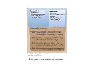 Principais comunidades microbianas

 