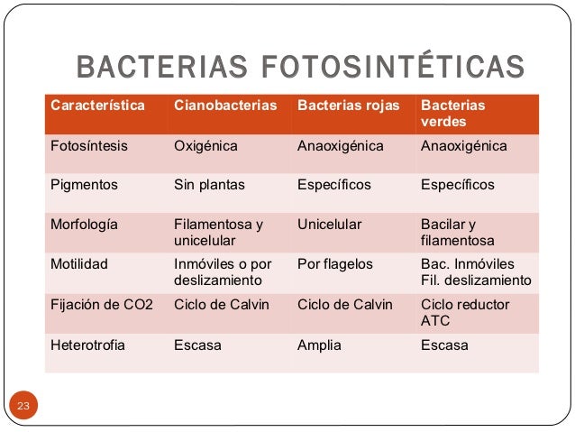 Diferencias Entre Eubacterias Y Arqueobacterias Biorremediación