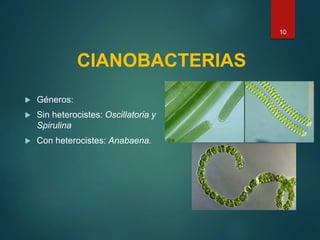 CIANOBACTERIAS
 Géneros:
 Sin heterocistes: Oscillatoria y
Spirulina
 Con heterocistes: Anabaena.
10
 