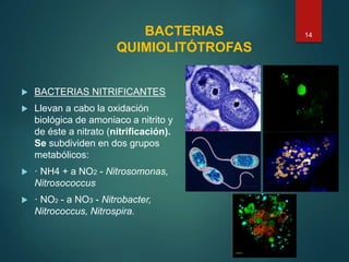 BACTERIAS
QUIMIOLITÓTROFAS
 BACTERIAS NITRIFICANTES
 Llevan a cabo la oxidación
biológica de amoniaco a nitrito y
de éste a nitrato (nitrificación).
Se subdividen en dos grupos
metabólicos:
 · NH4 + a NO2 - Nitrosomonas,
Nitrosococcus
 · NO2 - a NO3 - Nitrobacter,
Nitrococcus, Nitrospira.
14
 