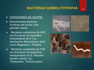 BACTERIAS QUIMIOLITÓTROFAS
 OXIDADORES DE AZUFRE
 Denominadas bacterias
incoloras del azufre. Dos
grandes clases:
 · Bacterias oxidadoras de H2S
con formación de depósitos
intracelulares de S V.g. :
deslizantes filamentosos, tales
como Beggiatoa y Thiothrix.
 · Bacterias oxidadoras de H2S
con formación de depósitos
extracelulares de S. Pequeño
tamaño celular V.g.:
Thiobacillus, Thiomicrospira
15
 