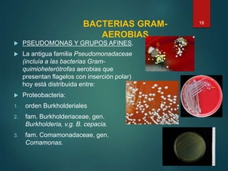 BACTERIAS GRAM-
AEROBIAS
 PSEUDOMONAS Y GRUPOS AFINES.
 La antigua familia Pseudomonadaceae
(incluía a las bacterias Gram-
quimioheterótrofas aerobias que
presentan flagelos con inserción polar)
hoy está distribuida entre:
 Proteobacteria:
1. orden Burkholderiales
2. fam. Burkholderiaceae, gen.
Burkholderia, v.g. B. cepacia.
3. fam. Comamonadaceae, gen.
Comamonas.
18
 