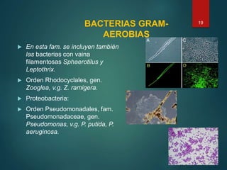 BACTERIAS GRAM-
AEROBIAS
 En esta fam. se incluyen también
las bacterias con vaina
filamentosas Sphaerotilus y
Leptothrix.
 Orden Rhodocyclales, gen.
Zooglea, v.g. Z. ramigera.
 Proteobacteria:
 Orden Pseudomonadales, fam.
Pseudomonadaceae, gen.
Pseudomonas, v.g. P. putida, P.
aeruginosa.
19
 