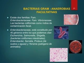 BACTERIAS GRAM - ANAEROBIAS
FACULTATIVAS
 Existe dos familias: Fam.
Enterobacteriaceae. Fam. Vibrionaceae.
Las bacterias coliformes como índice de
contaminación fecal.
 Enterobacteriaceae, está constituido por
40 géneros entre los que podemos citar:
Escherichia, Salmonella, Shigella,
(bacterias coliformes intestinales),
Enterobacter, Serratia, Proteus (de
suelos y aguas) y Yersinia (patógeno de
animales).
21
 