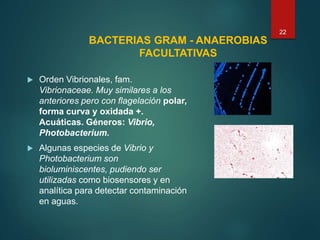 BACTERIAS GRAM - ANAEROBIAS
FACULTATIVAS
 Orden Vibrionales, fam.
Vibrionaceae. Muy similares a los
anteriores pero con flagelación polar,
forma curva y oxidada +.
Acuáticas. Géneros: Vibrio,
Photobacterium.
 Algunas especies de Vibrio y
Photobacterium son
bioluminiscentes, pudiendo ser
utilizadas como biosensores y en
analítica para detectar contaminación
en aguas.
22
 
